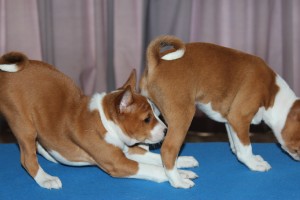 basenji puppy