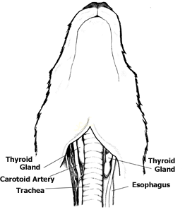 Canine Thyroid